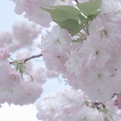 兽设配色实用搭配指南福瑞群